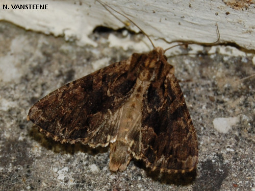 Apamea monoglypha