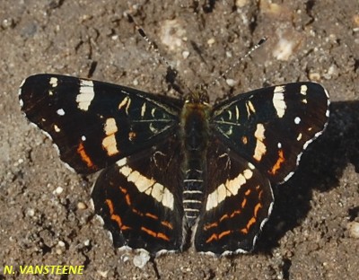 Araschnia levana