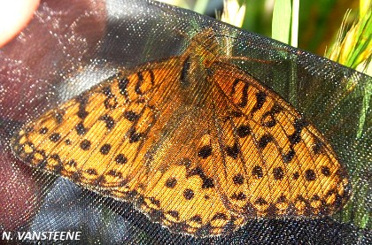 Argynnis aglaja