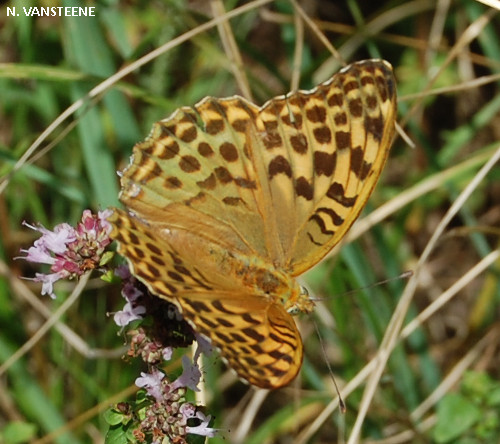 Argynnis paphia