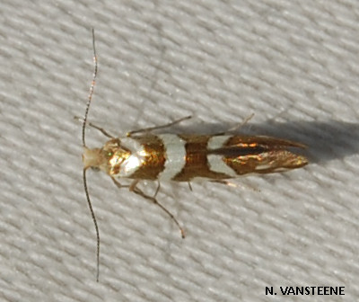 Argyresthia goedartella