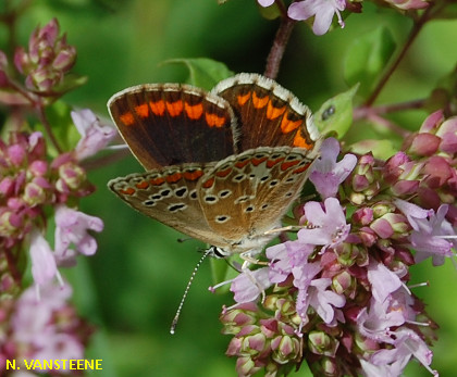 Aricia agestis