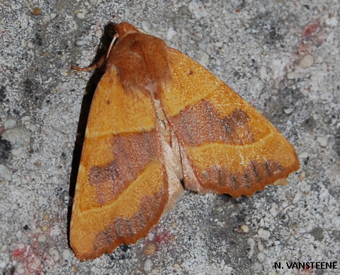 Atethmia centrago