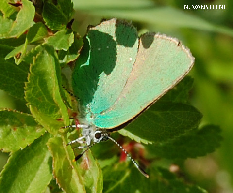 Callophrys rubi