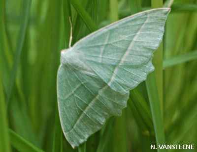 Campaea margaritaria