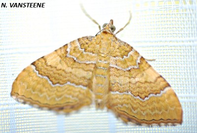 Camptogramma bilineata