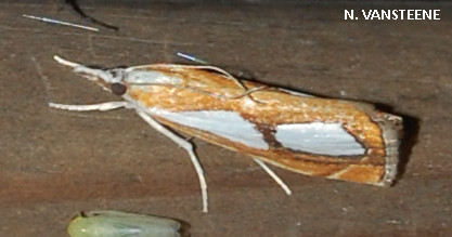 Catoptria