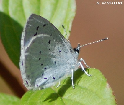 Celastrina argiolus