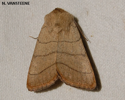 Charamyca trigrammica