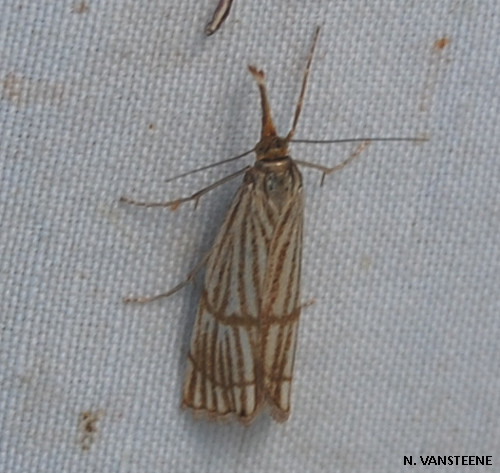 Chrysocrambus linetella