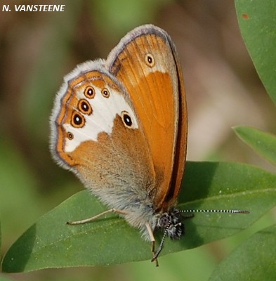 Coenonympha arcania