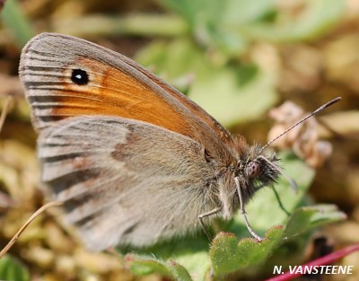 Coenonympha pamphilus