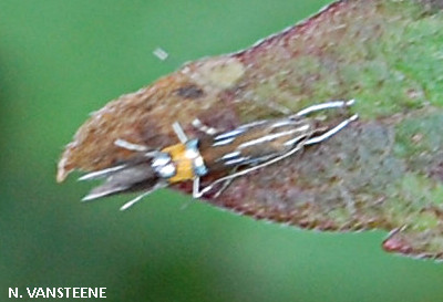 Cosmopterix scribaiella