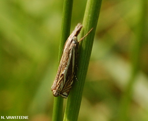 Crambus lathoniellus