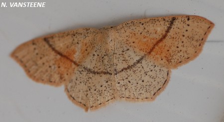 Cyclophora punctaria