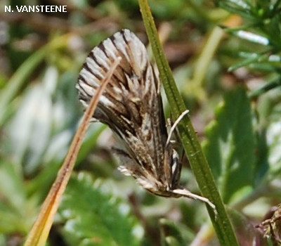 Cynaeda dentalis