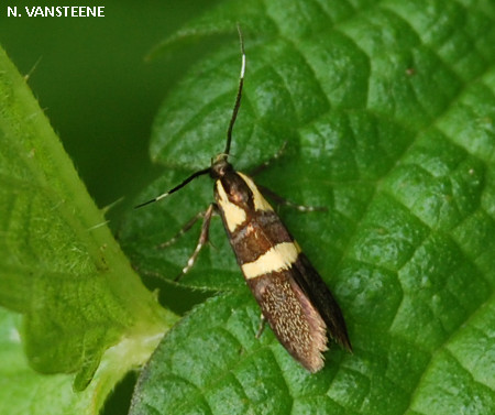 Dasycera oliviella