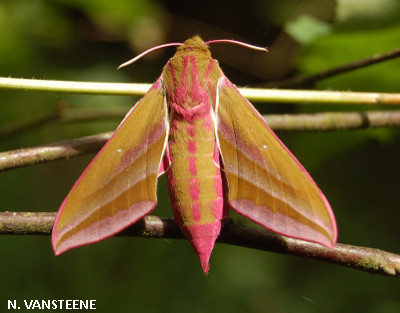 Deilephila elphenor