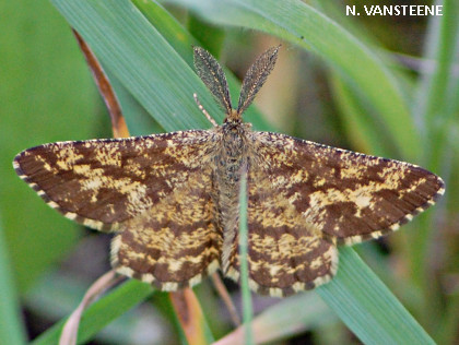 Ematurga atomaria