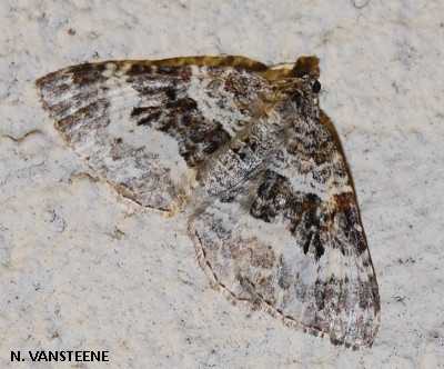 Epirrhoe alternata