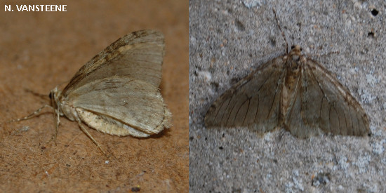 Epirrita sp