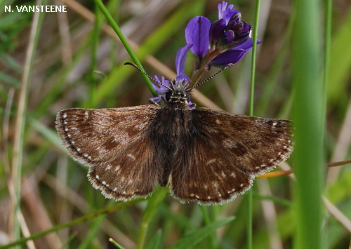 Erynnis tages