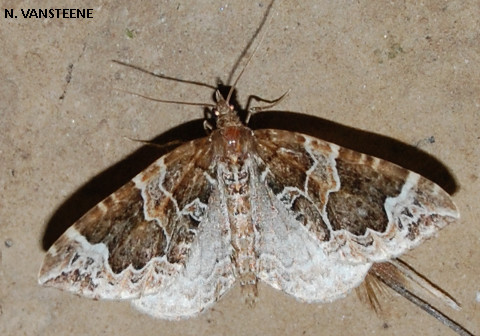 Eulithis prunata