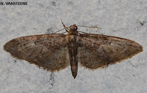 Eupithecia abbreviata