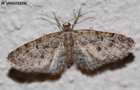 Eupithecia dodoneata