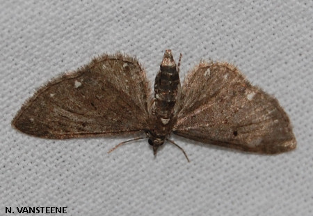 Eupithecia tripunctaria