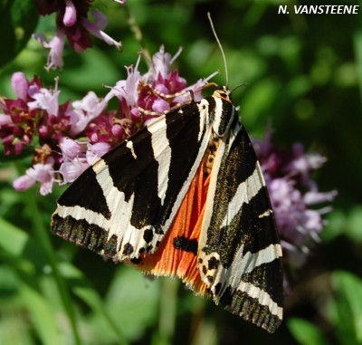 Euplagia quadripunctaria