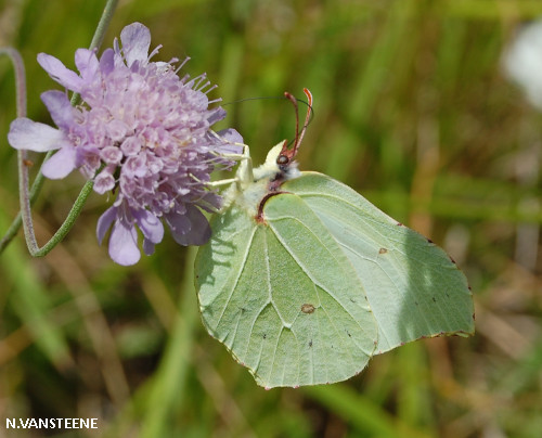 Gonepteryx rhamni