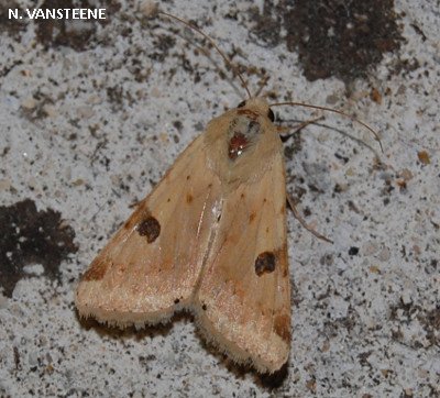 Heliothis peltigera