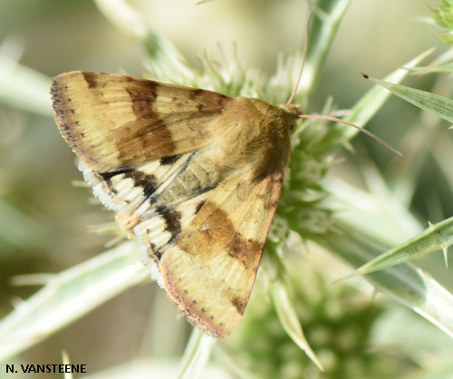 Heliothis viriplaca