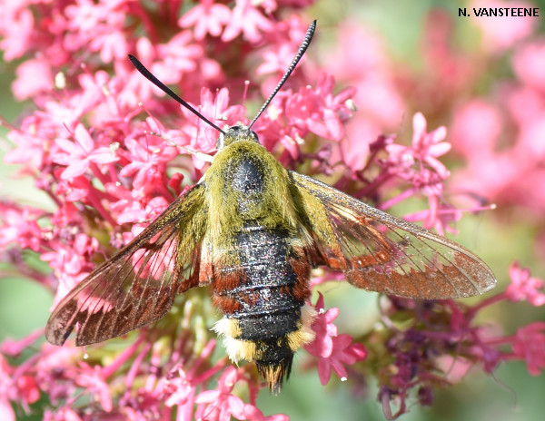 Hemaris fuciformis