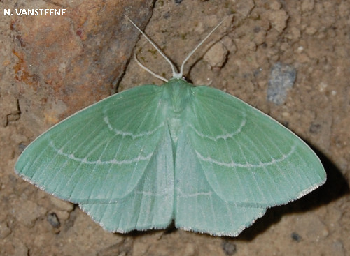 Hemistola chrysoprasaria