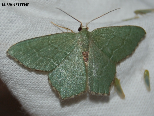 Hemithea aestivaria