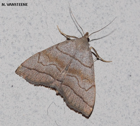 Herminia tarsicrinalis