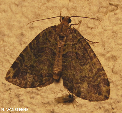 Hydriomena furcata