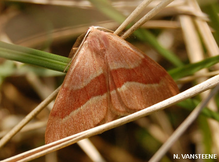 Hylaea fasciaria