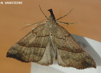 Hypena proboscidalis