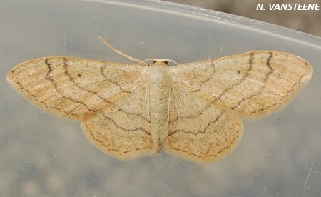 Idaea aversata