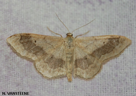 Idaea aversata