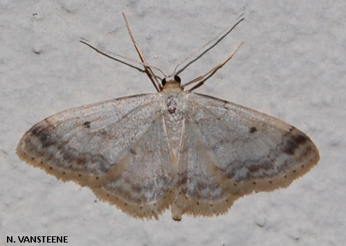 Idaea biselata