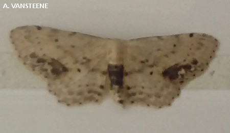 Idaea dimidiata