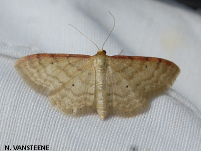 Idaea humiliata