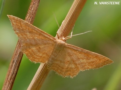 Idaea ochrata