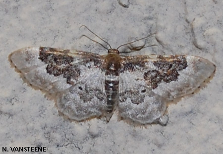 Idaea rusticata