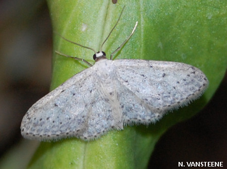 Idaea seriata