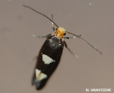 Incurvaria masculella